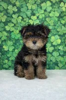 Quincy, a male Yorkshire Terrier for sale in Seligman, MO – Photo 3 of 4