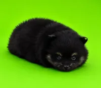 Ricky, a male Pomeranian for sale in Seligman, MO – 4 of 4