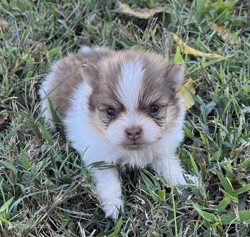 Sophia – Pomeranian puppy for sale in Seligman, MO