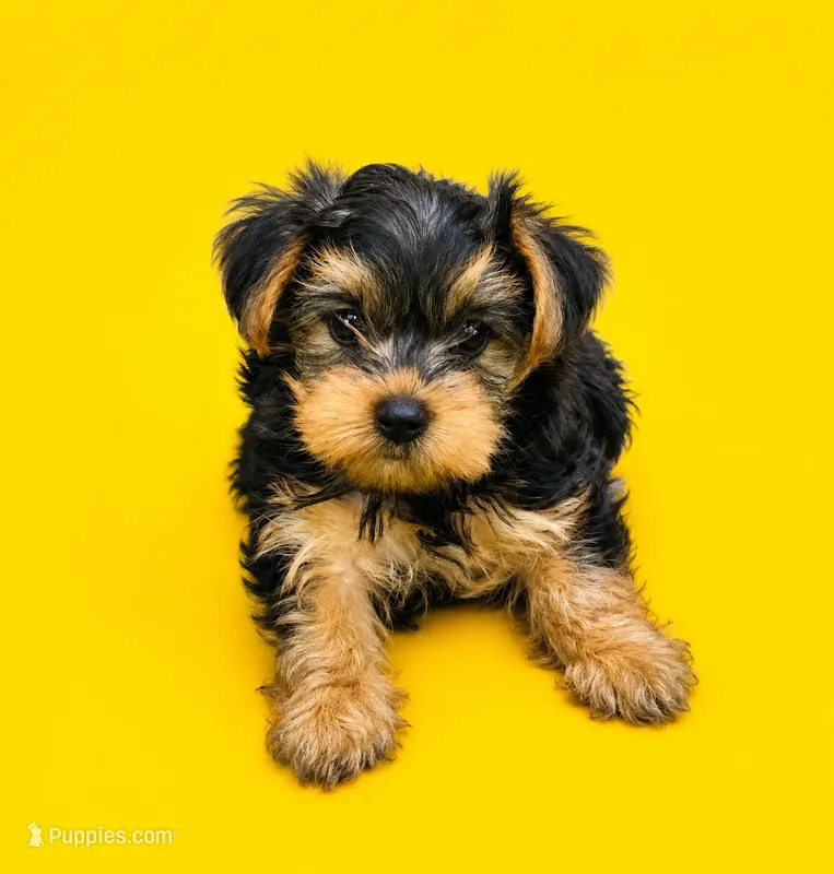 Gidget – Yorkshire Terrier puppy for sale in Seligman, MO