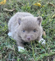 Blanche, a female Pomeranian for sale in Seligman, MO – 2 of 4