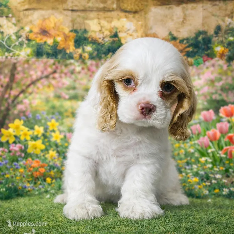 Whiskey – Cocker Spaniel puppy for sale in Seligman, MO