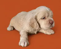 Curly, a male Cocker Spaniel for sale in Seligman, MO – 4 of 4