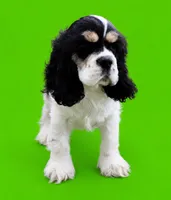 Gunther, a male Cocker Spaniel for sale in Seligman, MO – 4 of 5