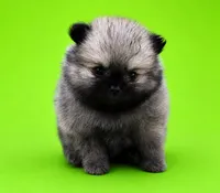 Lucy, a female Pomeranian for sale in Seligman, MO – 3 of 5