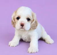 Blair, a female Cocker Spaniel for sale in Seligman, MO – 1 of 4