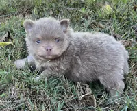Rose, a female Pomeranian for sale in Seligman, MO – 3 of 5
