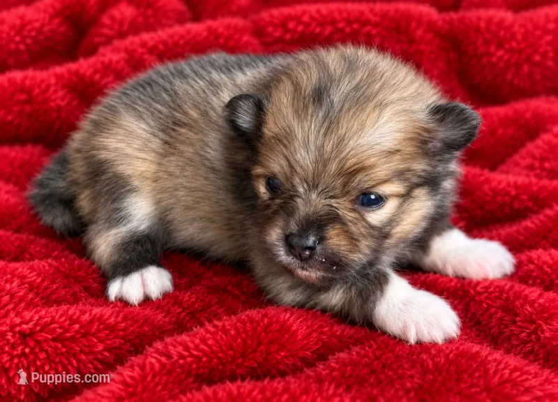 Pete – Pomeranian puppy for sale in Seligman, MO