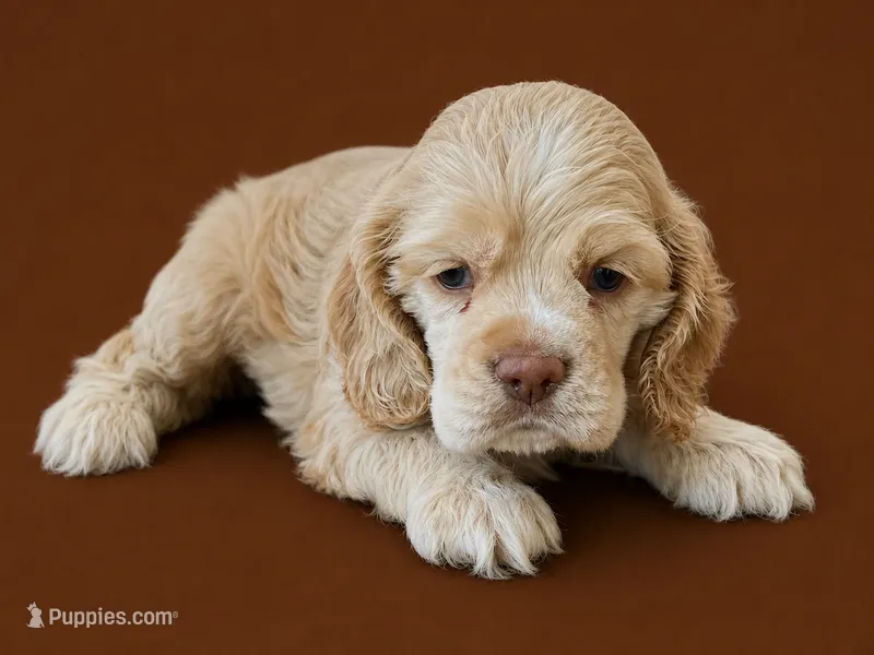 Curly – Cocker Spaniel puppy for sale in Seligman, MO