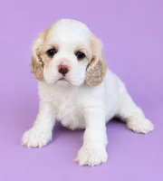 Blair, a female Cocker Spaniel for sale in Seligman, MO – 2 of 4