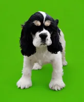Gunther, a male Cocker Spaniel for sale in Seligman, MO – 5 of 5