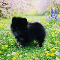 Xavy, a male Pomeranian for sale in Seligman, MO – Photo 3 of 4