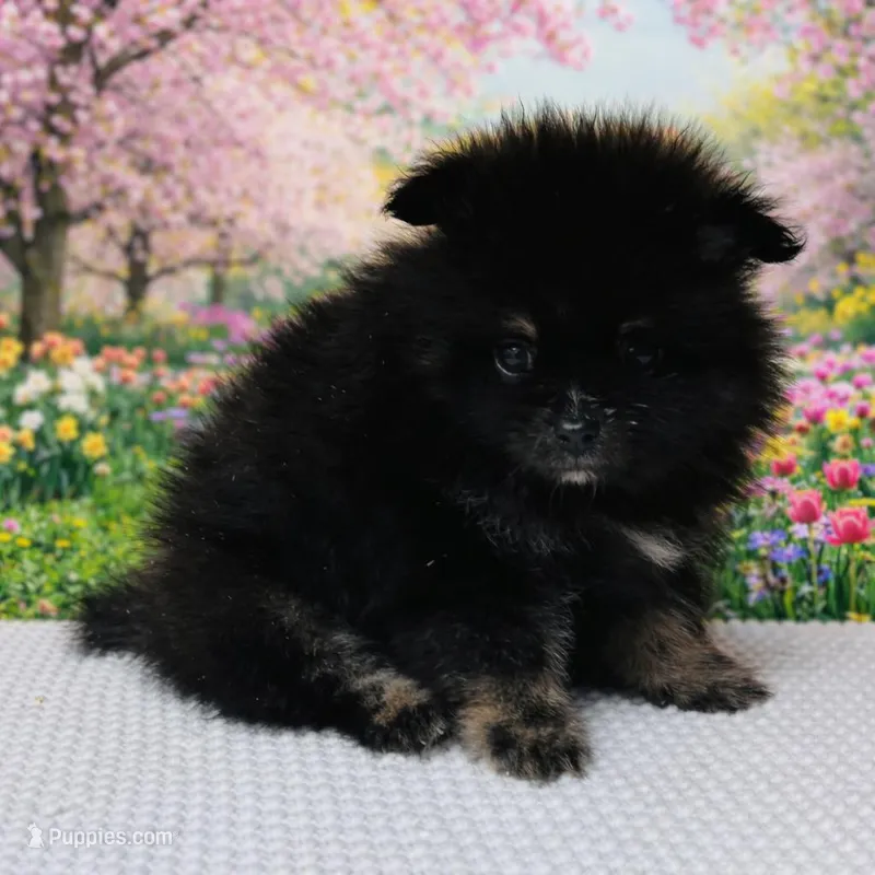 Xavy – Pomeranian puppy for sale in Seligman, MO