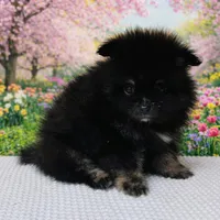 Xavy, a male Pomeranian for sale in Seligman, MO – Photo 1 of 4
