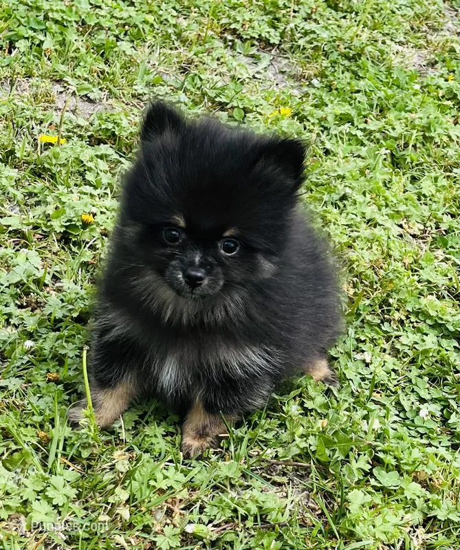 Xavy – Pomeranian puppy for sale in Seligman, MO