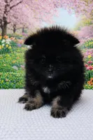 Xavy, a male Pomeranian for sale in Seligman, MO – Photo 4 of 4