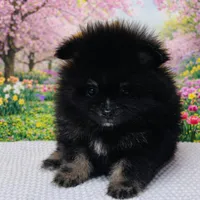 Xavy, a male Pomeranian for sale in Seligman, MO – Photo 3 of 4