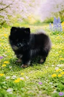 Xavy, a male Pomeranian for sale in Seligman, MO – Photo 2 of 4