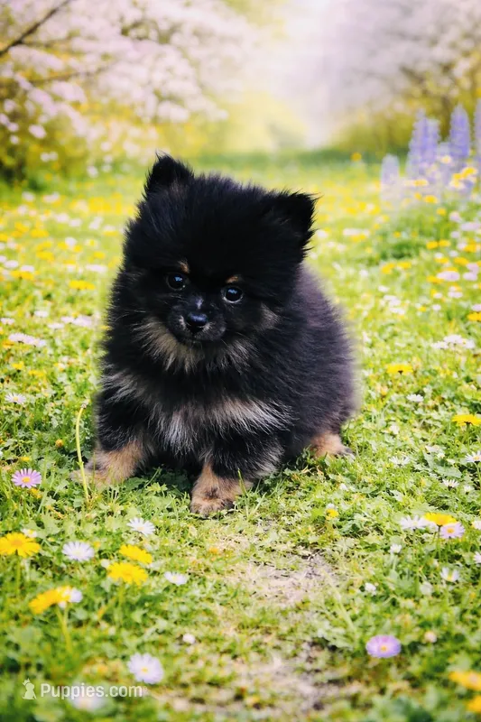 Xavy – Pomeranian puppy for sale in Seligman, MO