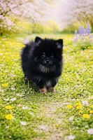 Xavy, a male Pomeranian for sale in Seligman, MO – Photo 4 of 4