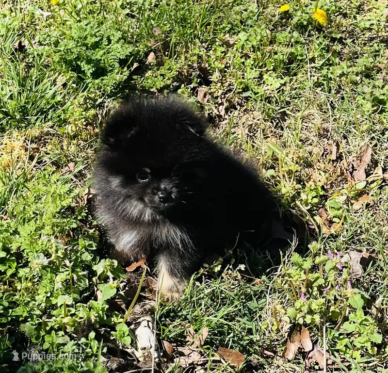 Xavy – Pomeranian puppy for sale in Seligman, MO