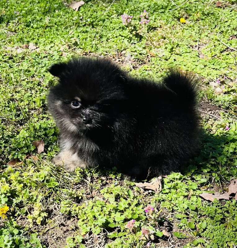 Xavy – Pomeranian puppy for sale in Seligman, MO