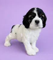 Tootie, a female Cocker Spaniel for sale in Seligman, MO – 4 of 4