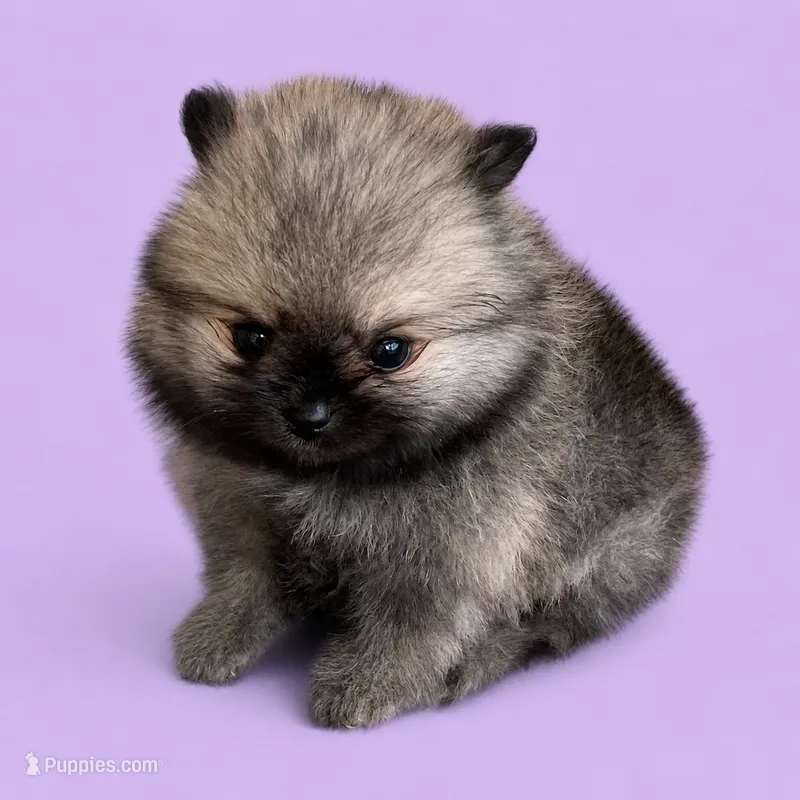 Lucy – Pomeranian puppy for sale in Seligman, MO