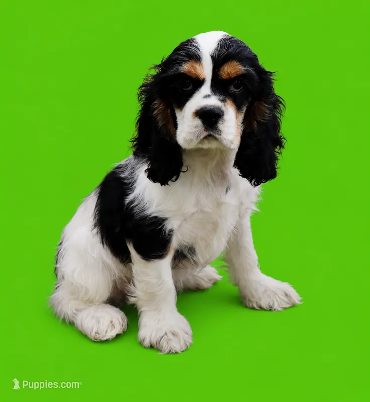 Chandler – Cocker Spaniel puppy for sale in Seligman, MO