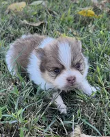 Sophia, a female Pomeranian for sale in Seligman, MO – 2 of 4