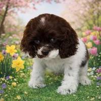 Willow, a female Cocker Spaniel for sale in Seligman, MO – Photo 4 of 4