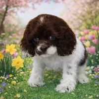 Willow, a female Cocker Spaniel for sale in Seligman, MO – Photo 2 of 4