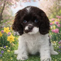 Willow, a female Cocker Spaniel for sale in Seligman, MO – Photo 1 of 4