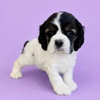 Tootie, a female Cocker Spaniel for sale in Seligman, MO – 3 of 4