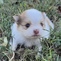 Dorothy, a female Pomeranian for sale in Seligman, MO – 2 of 4
