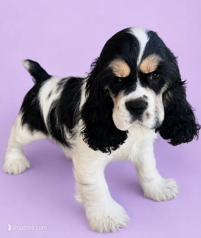 Gunther – Cocker Spaniel puppy for sale in Seligman, MO