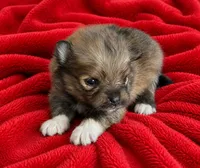 Pete, a male Pomeranian for sale in Seligman, MO – 3 of 4