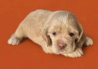 Curly, a male Cocker Spaniel for sale in Seligman, MO – 3 of 4