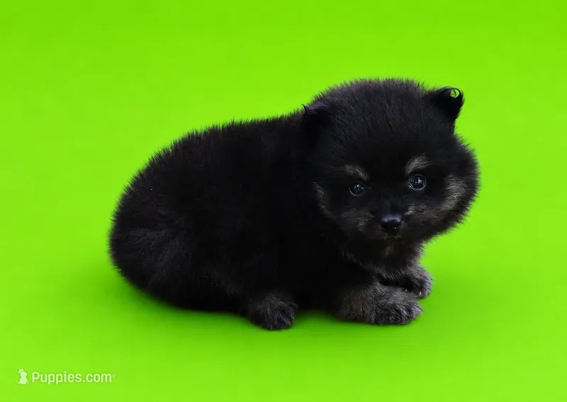 Ricky – Pomeranian puppy for sale in Seligman, MO