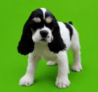 Gunther, a male Cocker Spaniel for sale in Seligman, MO – 2 of 5