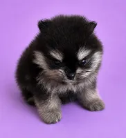 Janet, a female Pomeranian for sale in Seligman, MO – 3 of 4
