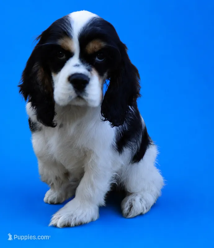 Chandler – Cocker Spaniel puppy for sale in Seligman, MO