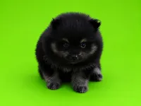 Ricky, a male Pomeranian for sale in Seligman, MO – 3 of 4