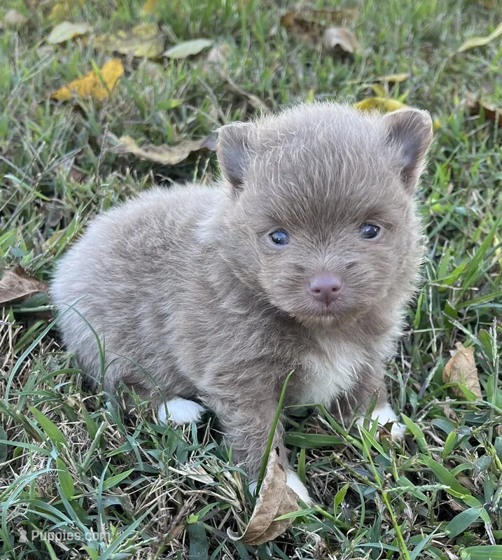 Blanche – Pomeranian puppy for sale in Seligman, MO