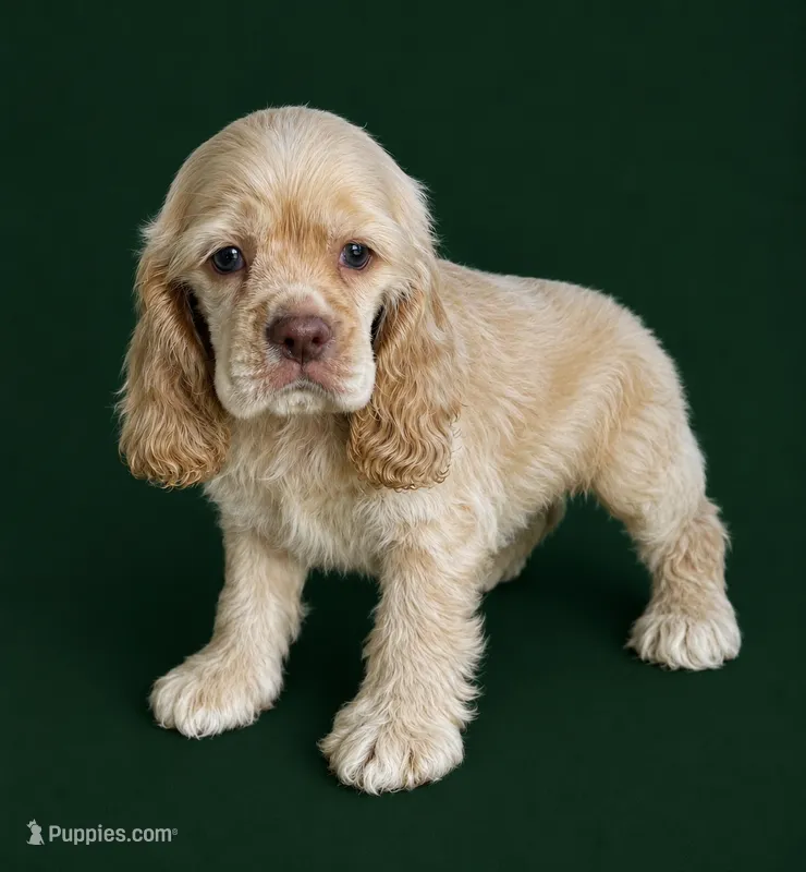 Curly – Cocker Spaniel puppy for sale in Seligman, MO