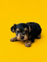 Gidget, a female Yorkshire Terrier for sale in Seligman, MO – 4 of 4