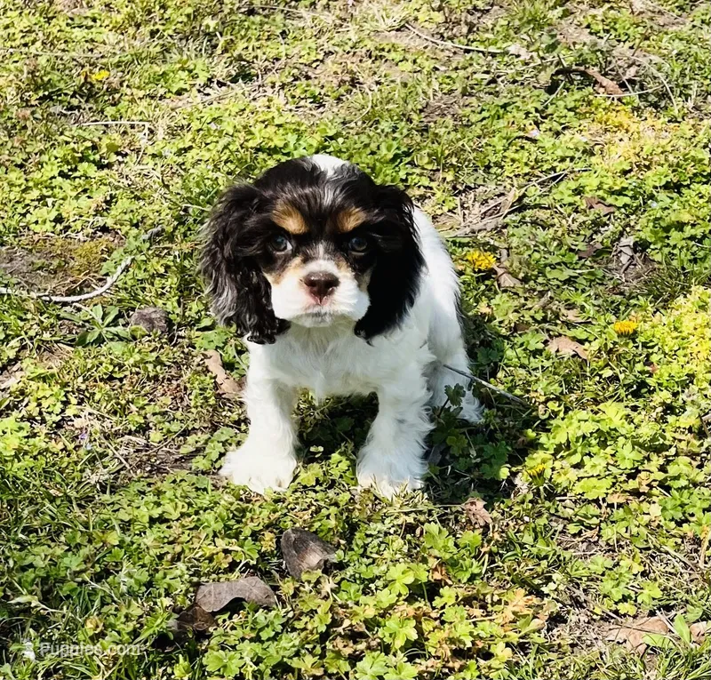 Whisper – Cocker Spaniel puppy for sale in Seligman, MO