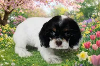 Whisper, a female Cocker Spaniel for sale in Seligman, MO – Photo 1 of 4