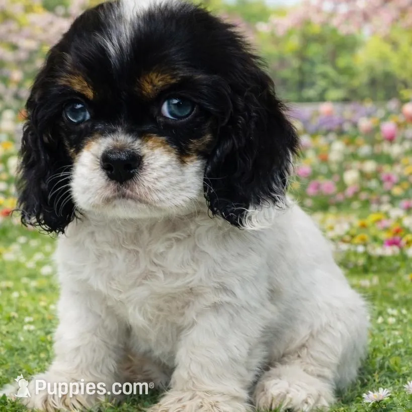 Whisper, a female Cocker Spaniel for sale in Seligman, MO – Photo 2 of 4