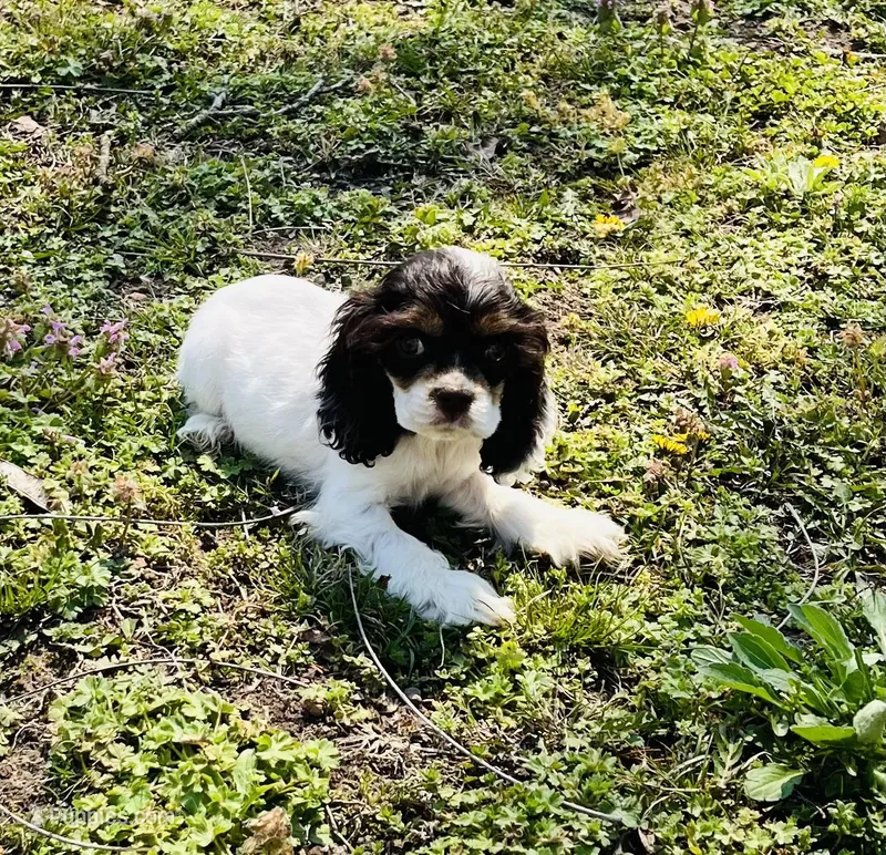 Whisper – Cocker Spaniel puppy for sale in Seligman, MO